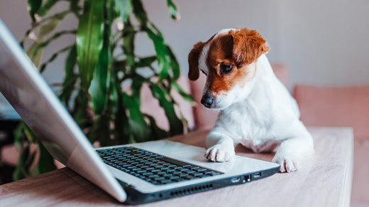 20 Most Googled Dog Questions Answered