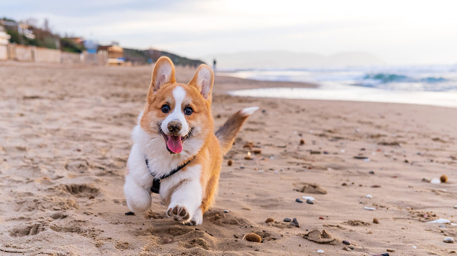 Are Corgis the Perfect Pet? Pros, Cons, and What to Expect