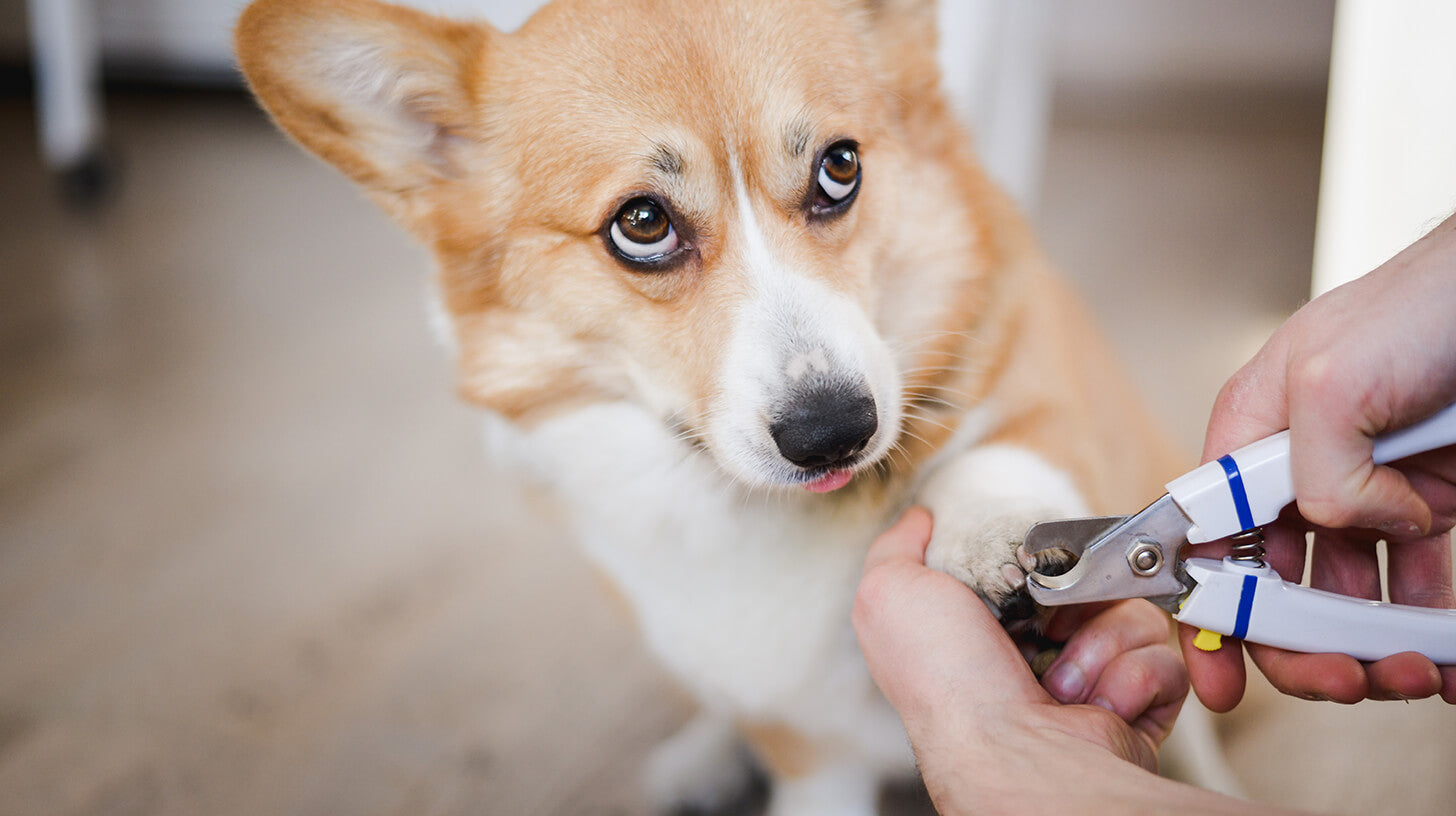 Dog Care Essentials: Trimming Nails & New Situations