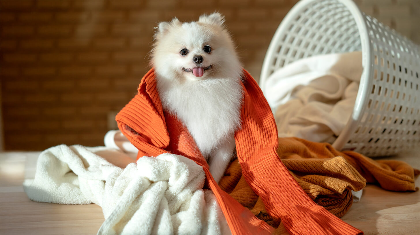 Caring for Your Dog-Themed Apparel: Maintenance Tips