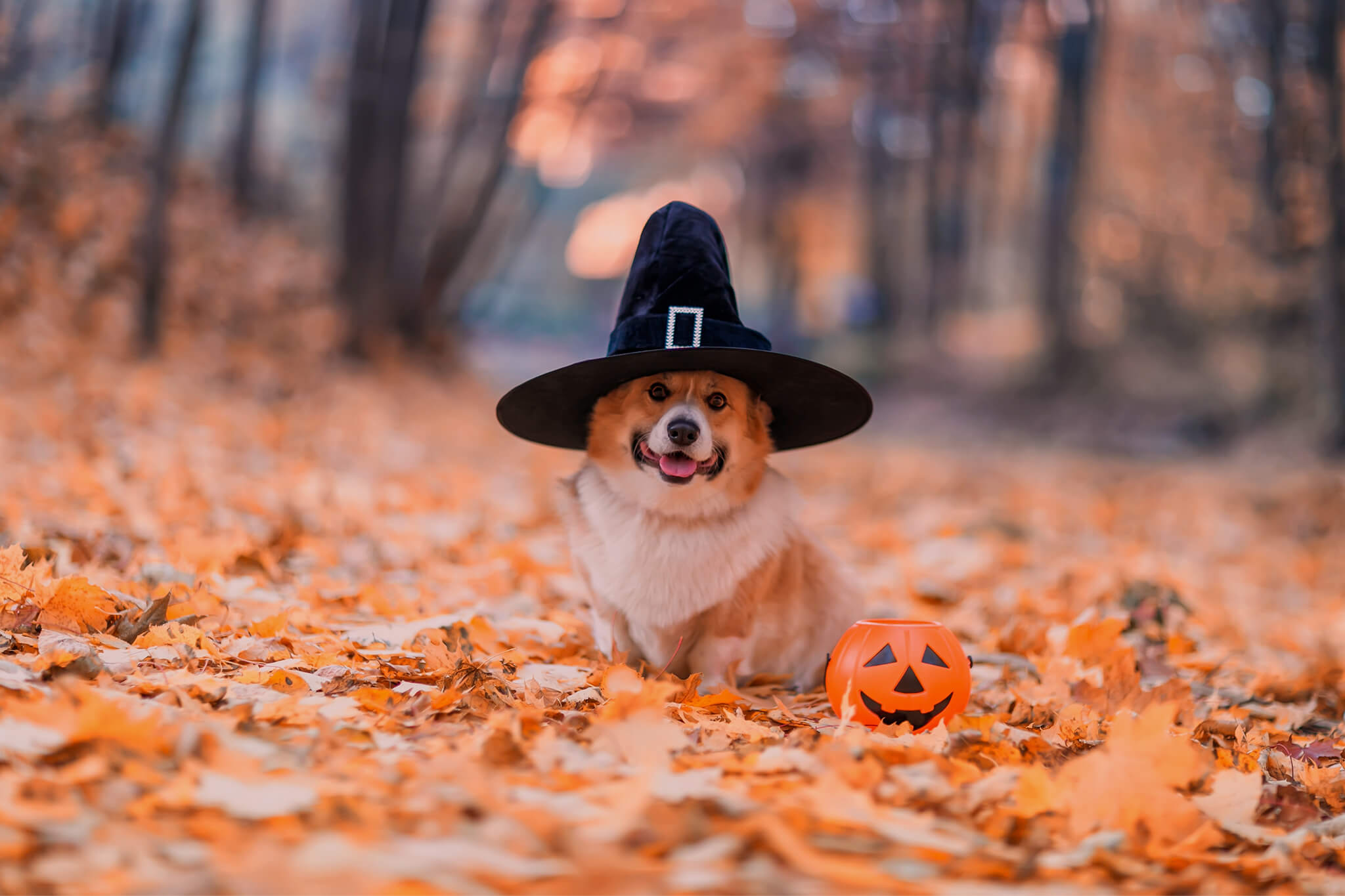 Howl-o-ween Must-Haves